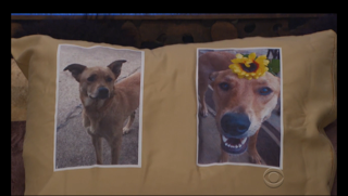 Corey's dog on his pillow