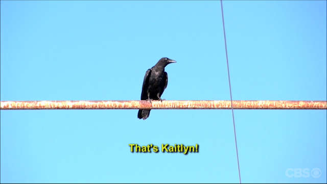 Kaitlyn the crow